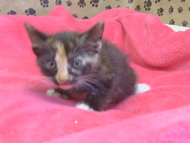 Shelter Stray Female Cat last seen THOMAS DR/ MILTON WAY, 95660, 3839 Bradshaw Rd, Sacramento, CA 95827, USA