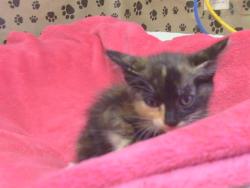 Shelter Stray Female Cat last seen THOMAS DR/ MILTON WAY, 95660, 3839 Bradshaw Rd, Sacramento, CA 95827, USA