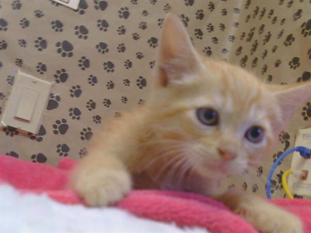 Shelter Stray Male Cat last seen THOMAS DR/ MILTON WAY, 95660, 3839 Bradshaw Rd, Sacramento, CA 95827, USA