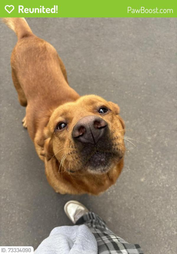 Reunited Male Dog last seen 222nd dr, Damascus, OR 97089