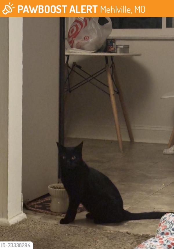 Found/Stray Unknown Cat last seen south county mall, Mehlville, MO 63125