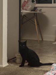 Found/Stray Unknown Cat last seen south county mall, Mehlville, MO 63125