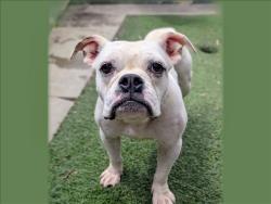 Shelter Stray Female Dog last seen , 957 N Gaffey St, San Pedro, CA 90731, USA
