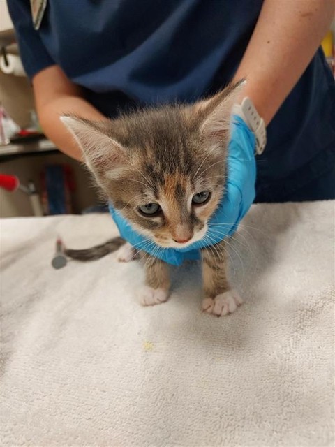Shelter Stray Female Cat last seen LITTLE HARBOR WY / CHIMES HARBOR DR, 9150 Union Park Way, Elk Grove, CA 95624, USA