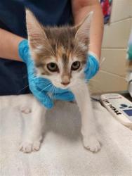 Shelter Stray Female Cat last seen LITTLE HARBOR WY / CHIMES HARBOR DR, 9150 Union Park Way, Elk Grove, CA 95624, USA