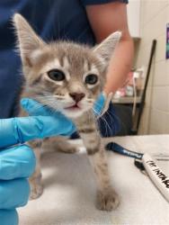Shelter Stray Male Cat last seen LITTLE HARBOR WY / CHIMES HARBOR DR, 9150 Union Park Way, Elk Grove, CA 95624, USA