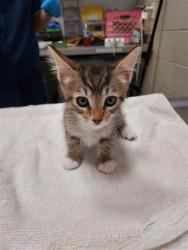 Shelter Stray Female Cat last seen LITTLE HARBOR WY / CHIMES HARBOR DR, 9150 Union Park Way, Elk Grove, CA 95624, USA