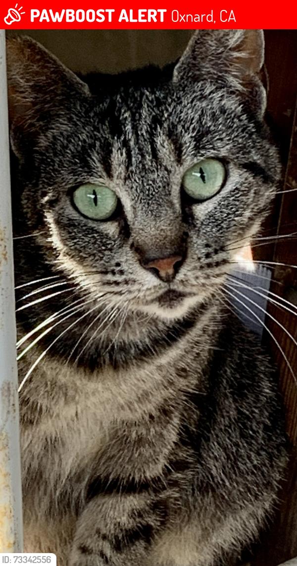 Lost Female Cat last seen M street, Oxnard, CA 93033