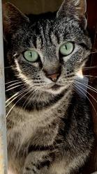 Lost Female Cat last seen M street, Oxnard, CA 93033
