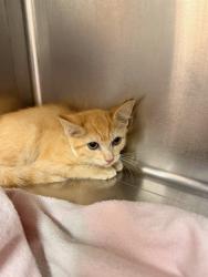 Shelter Stray Female Cat last seen Near BLOCK DATE PALM DR, CATHEDRAL CITY CA 92234, 72050 Pet Land Pl, Thousand Palms, CA 92276, USA