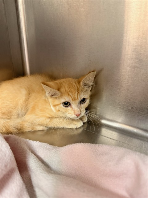 Shelter Stray Female Cat last seen Near BLOCK DATE PALM DR, CATHEDRAL CITY CA 92234, 72050 Pet Land Pl, Thousand Palms, CA 92276, USA