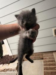 Shelter Stray Male Cat last seen CHARLOTTE, 8315 Byrum Dr, Charlotte, NC 28217, USA