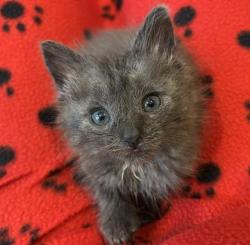 Shelter Stray Male Cat last seen CHARLOTTE, 8315 Byrum Dr, Charlotte, NC 28217, USA