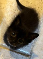 Shelter Stray Female Cat last seen CHARLOTTE, 8315 Byrum Dr, Charlotte, NC 28217, USA