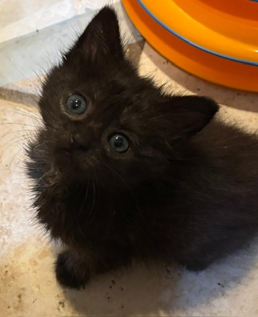 Shelter Stray Female Cat last seen CHARLOTTE, 8315 Byrum Dr, Charlotte, NC 28217, USA