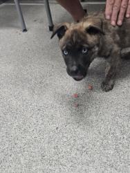 Lost Male Dog last seen Myrtle & 37th St, Evans, CO 80620