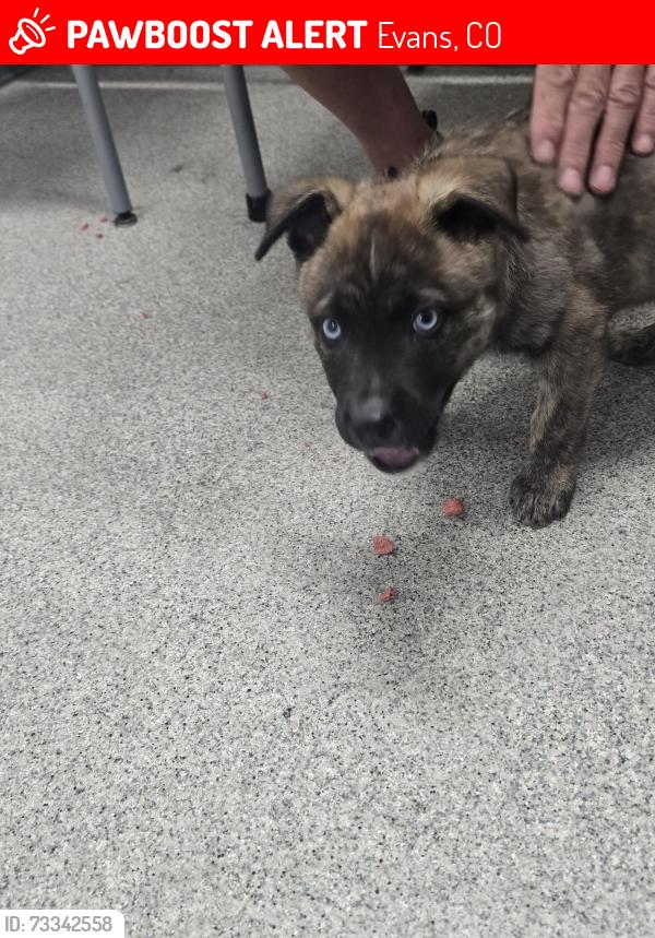 Lost Male Dog last seen Myrtle & 37th St, Evans, CO 80620
