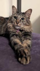 Lost Male Cat last seen 14th and Klickitat, Portland, OR 97212