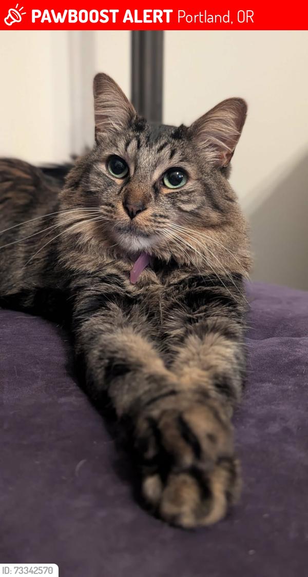 Lost Male Cat last seen 14th and Klickitat, Portland, OR 97212