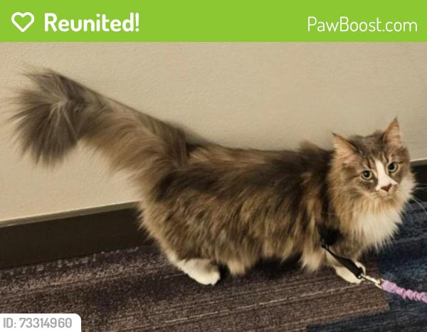 Reunited Female Cat last seen Near Net Shed / Everett Marina / pier, Everett, WA 98201