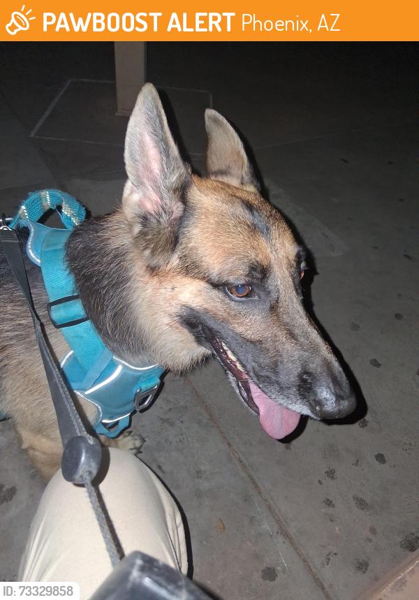Found/Stray Male Dog last seen 19th Ave & Indian school at Title Max, Phoenix, AZ 85023