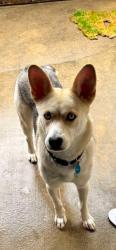 Lost Female Dog last seen Melrose dr. & Rancho Santa Fe, Carlsbad, CA 92009