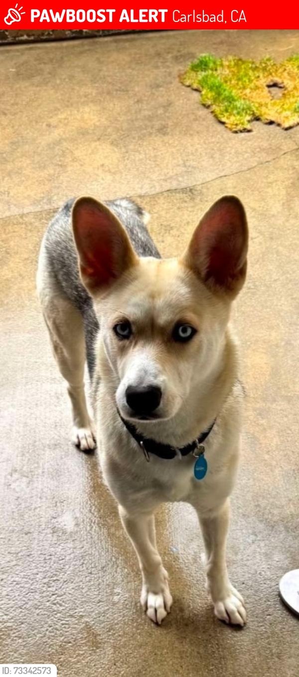 Lost Female Dog last seen Melrose dr. & Rancho Santa Fe, Carlsbad, CA 92009