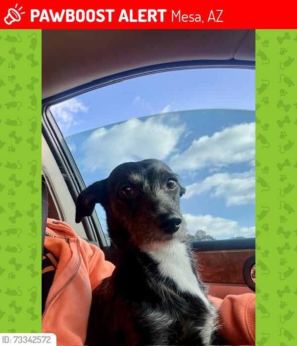 Lost Male Dog last seen Salt River Tubing/Tonto National Forest, Mesa, AZ 85215