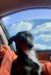 Lost Male Dog last seen Salt River Tubing/Tonto National Forest, Mesa, AZ 85215