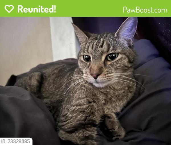 Reunited Male Cat last seen Westland, Toledo, OH 43613