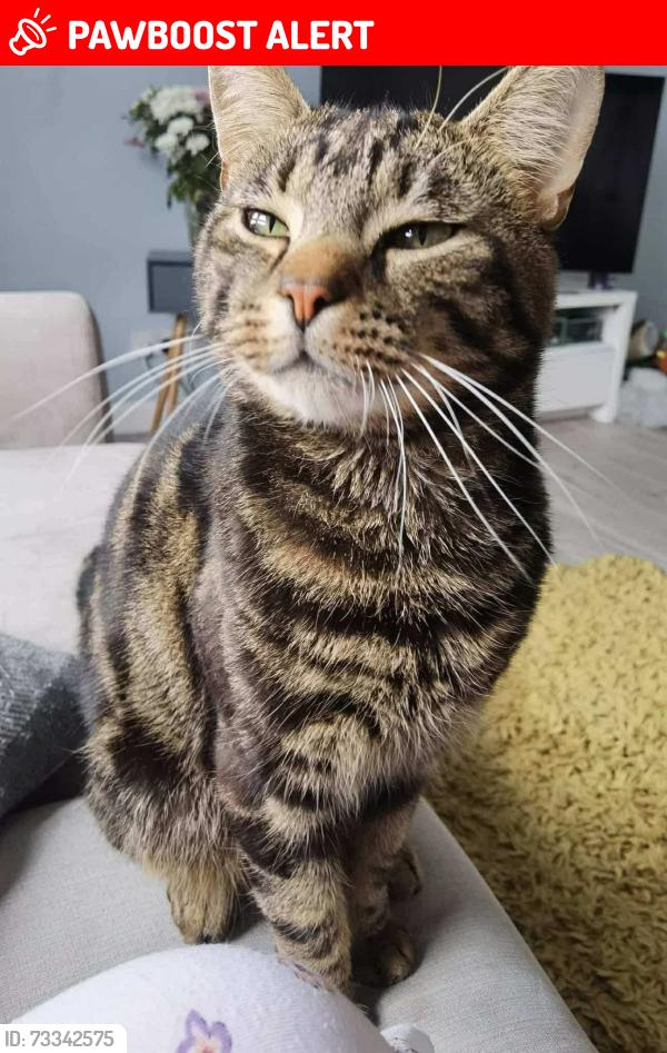 Lost Male Cat last seen Ossian crescent, Methil, fife, Methil, Scotland KY8 3LY
