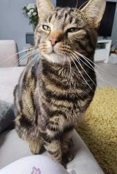 Lost Male Cat last seen Ossian crescent, Methil, fife, Methil, Scotland KY8 3LY