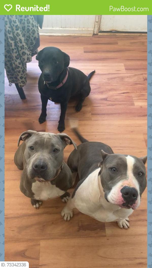 Reunited Female Dog last seen Between millpond manor neighborhood Hwy 74 South, Peachtree City, GA 30269