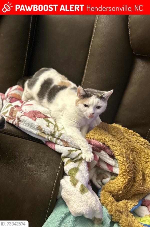 Lost Female Cat last seen Morningside condominiums, chimney rock rd, Brittany pl apartments, Hendersonville, NC 28792