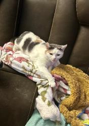 Lost Female Cat last seen Morningside condominiums, chimney rock rd, Brittany pl apartments, Hendersonville, NC 28792