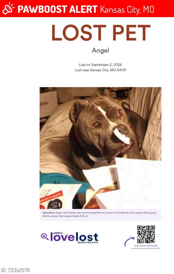 Lost Female Dog last seen Paseo and 77th st, Kansas City, MO 64131