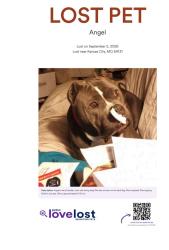 Lost Female Dog last seen Paseo and 77th st, Kansas City, MO 64131