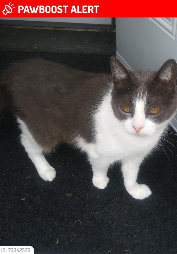 Lost Male Cat last seen Alan Street, Middle Sackville, NS B4E 1C9