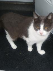 Lost Male Cat last seen Alan Street, Middle Sackville, NS B4E 1C9