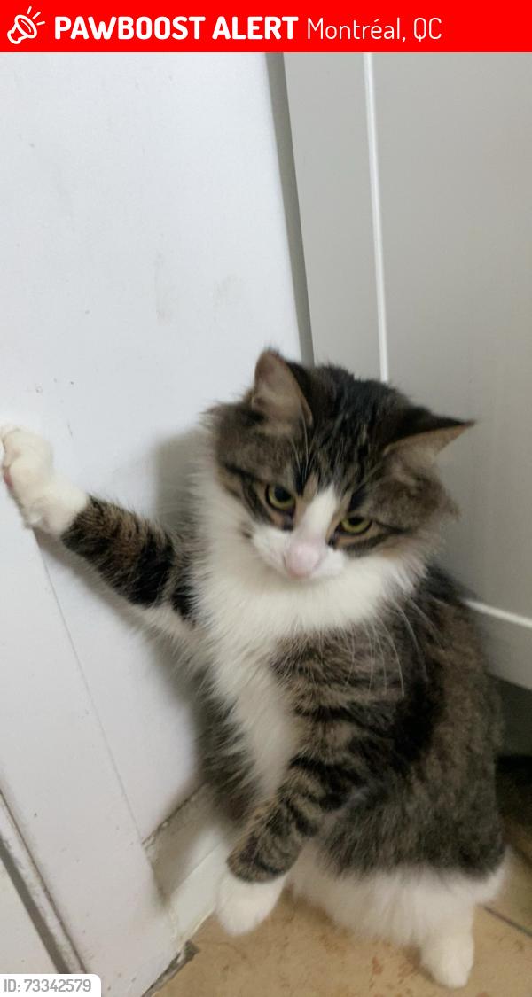 Lost Female Cat last seen Boulvard saint martin, Montréal, QC 