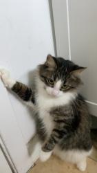Lost Female Cat last seen Boulvard saint martin, Montréal, QC 