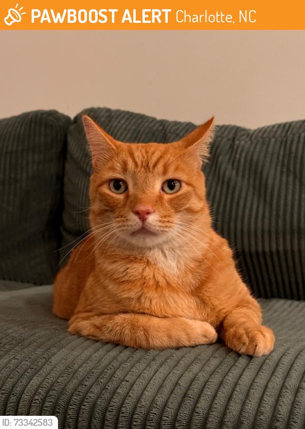 Found/Stray Unknown Cat last seen Commonwealth & Briar Creek, Charlotte, NC 28205
