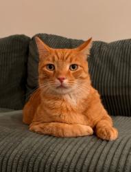 Found/Stray Unknown Cat last seen Commonwealth & Briar Creek, Charlotte, NC 28205