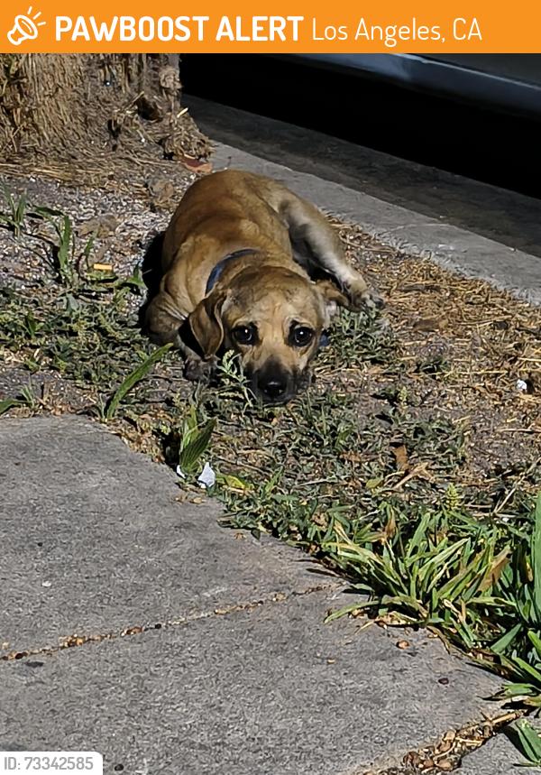 Found/Stray Male Dog last seen Just north of Adams on Longwood. May be injured., Los Angeles, CA 90016