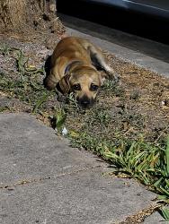 Found/Stray Male Dog last seen Just north of Adams on Longwood. May be injured., Los Angeles, CA 90016