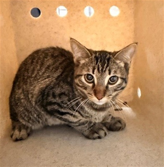 Shelter Stray Male Cat last seen , 216 W Victoria St, Gardena, CA 90248, USA