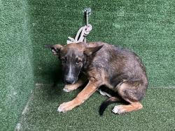 Shelter Stray Male Dog last seen , 5210 W Ave I, Lancaster, CA 93536, USA