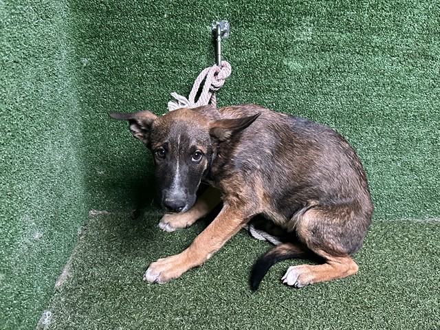 Shelter Stray Male Dog last seen , 5210 W Ave I, Lancaster, CA 93536, USA