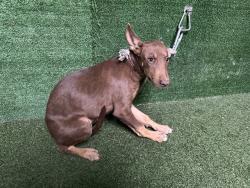 Shelter Stray Female Dog last seen , 5210 W Ave I, Lancaster, CA 93536, USA