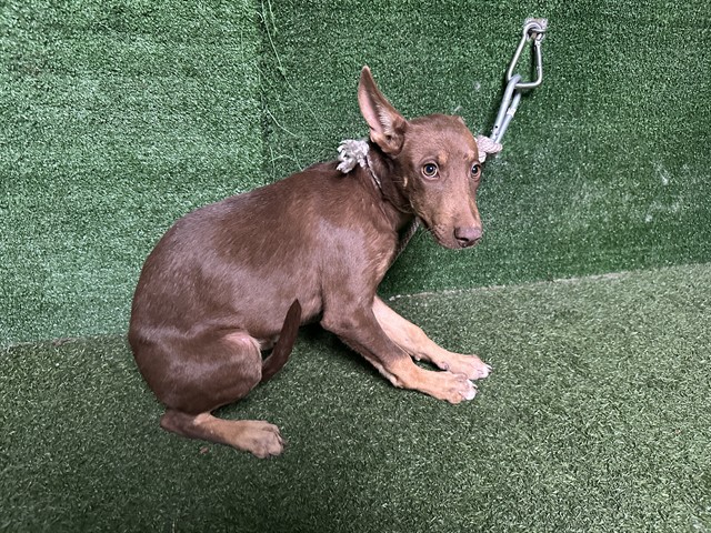 Shelter Stray Female Dog last seen , 5210 W Ave I, Lancaster, CA 93536, USA